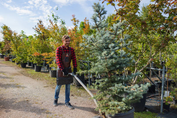 Best Tree Removal Services  in Deer Lodge, MT